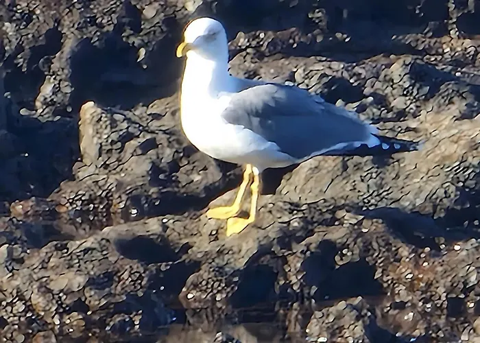 Casa vacanze Room's La Tosquita Alcalá la Real